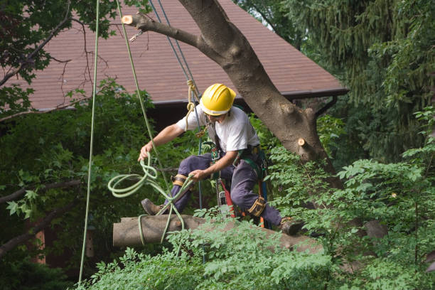 Best Storm Damage Tree Cleanup  in Sun Valley, PA